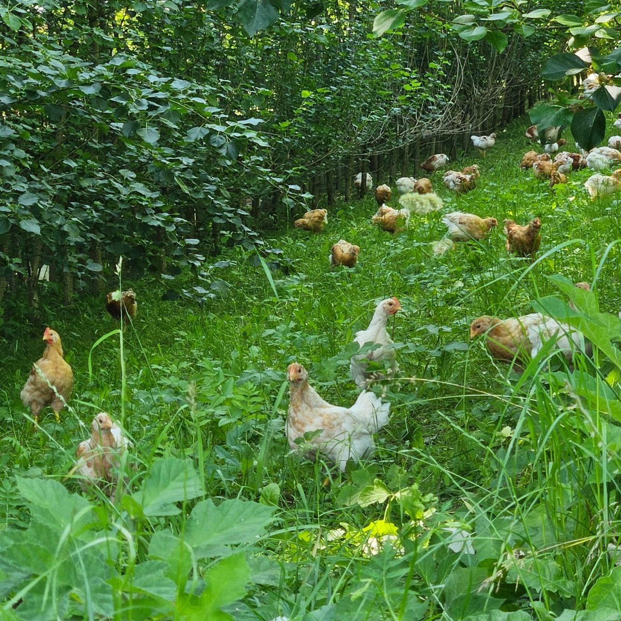 Biohof Kohlparzer Detail Page Image No. 2