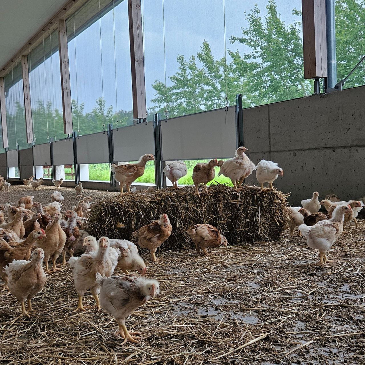 Biohof Kohlparzer Detail Page Image No. 3