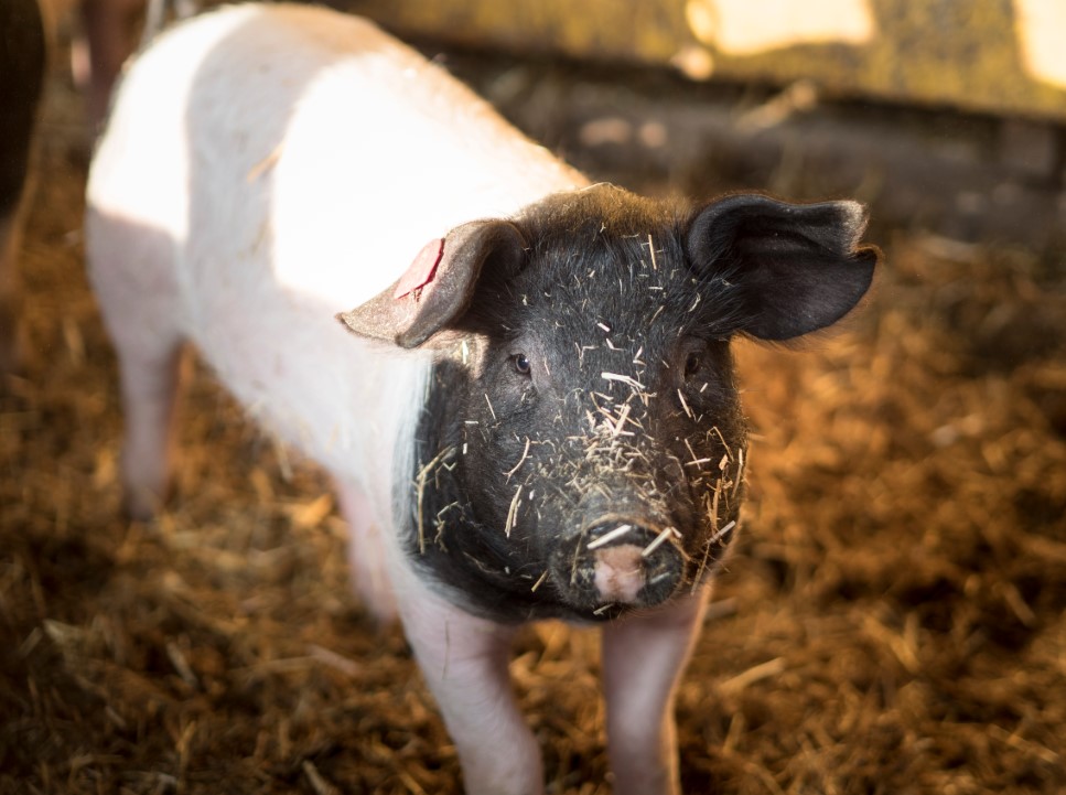 Mostschenke Speck-Alm GesbR Detail Page Image No. 2