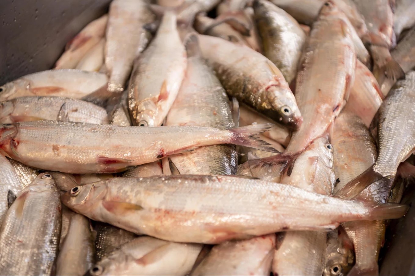 Wolfgangsee Fischerei Höplinger Detail Page Image No. 8