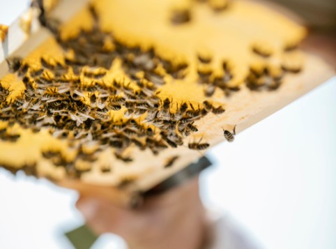 Bienenhof Mayr Detail Page Image No. 3