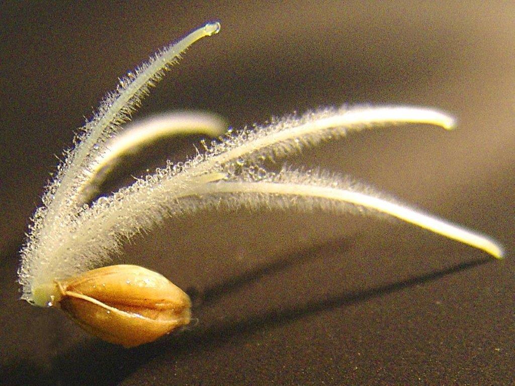 Keimlingsbäcker Mayer GmbH Detail Page Image No. 2