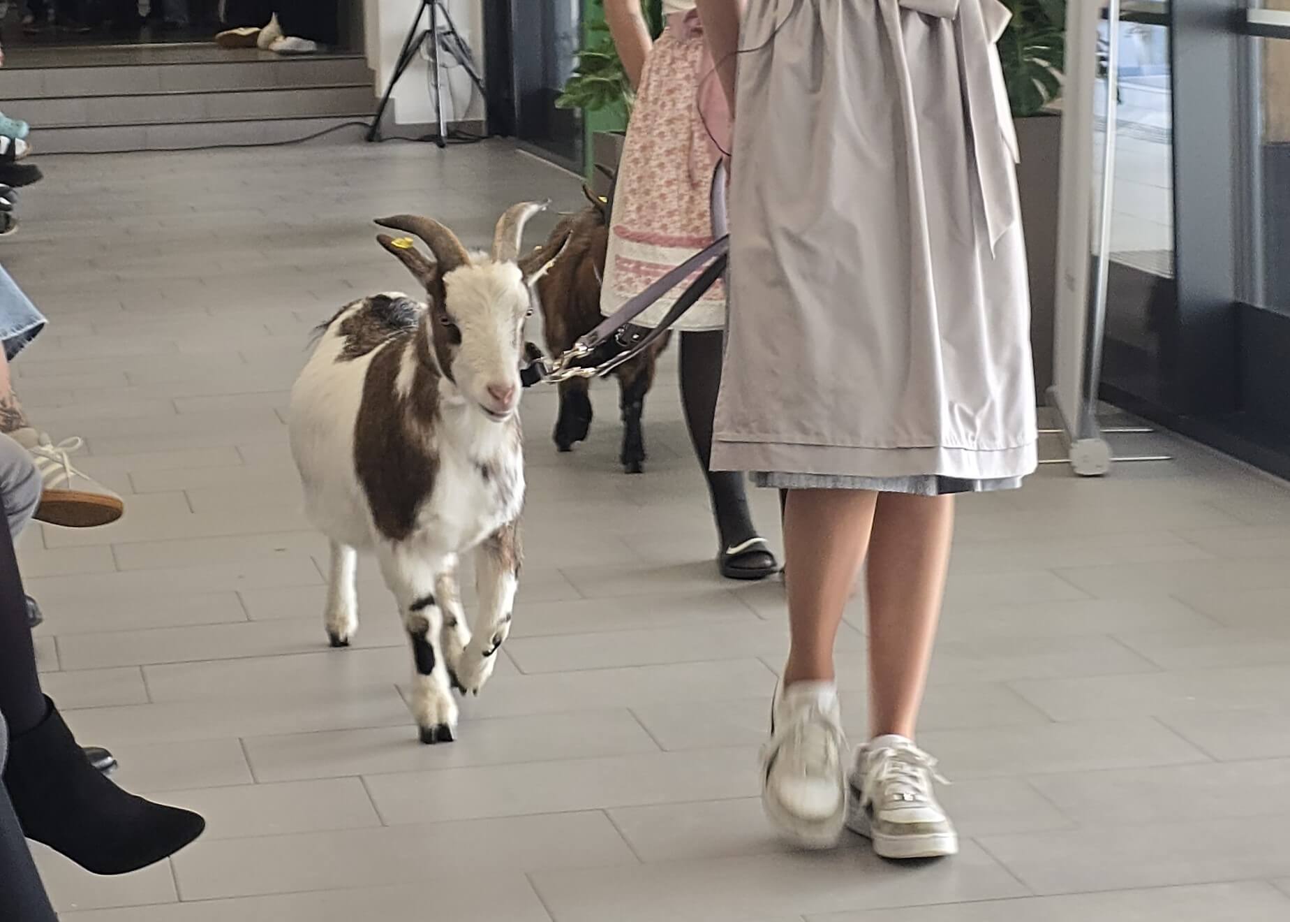 Tierischer Gast auf dem Laufsteg